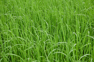 Obraz premium Water drops on green grass due to morning dew. Agriculture concept growing rice plants.