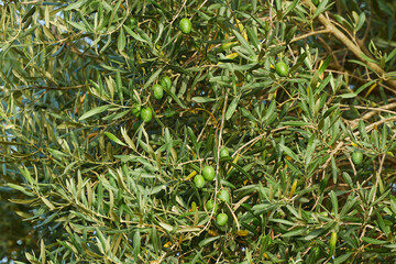 Close-up of the olive tree with young green olives on it. High quality photo.
