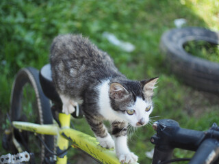 A grey and white tabby cat is climbing on a bicycle in a garden.
