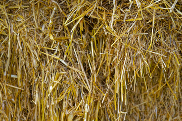 Close-up of bale of straw at farm at City of Zürich on a sunny late summer afternoon. Photo taken September 15th, 2023, Zurich, Switzerland.