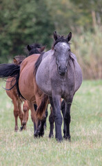 Fototapeta premium fat horses stand quietly on a green pasture