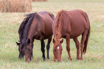 fat horses stand quietly on a green pasture