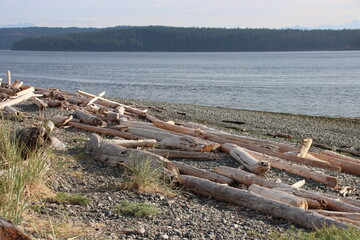 Fototapeta na wymiar Driftwood on the shore at Campbell River, British Columbia, Canada.