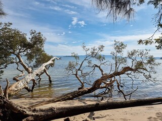 Australian eucalyptus tree growing on a beach and hanging over the water. At Tanilba Bay New South Wales Australia
