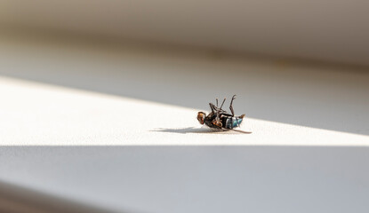 dead fly on a white windowsill in the sun