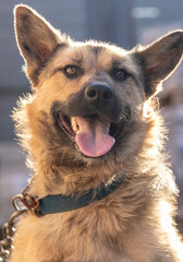 portrait of a chained red dog near a house in the sun