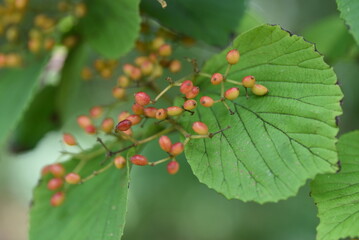 Linden viburnum / Japanese bush cranberry ( Viburnum dilatatum ) berries. Viburnaceae deciduous shrub. Berries ripen red in autumn and are edible and also used as a medicinal drink.