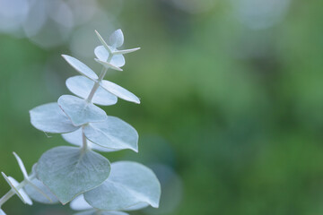 Closeup of a cider gum shoot (Eucalyptus gunnii). Focus on the tip.