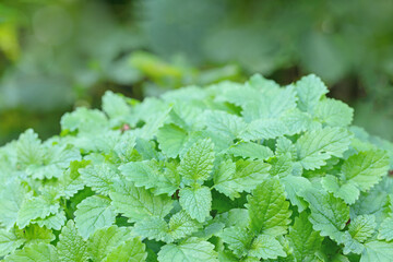 Closeup on a bush of lemon balm (Melissa officinalis).