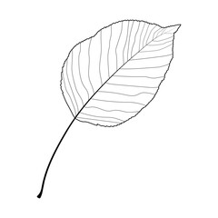 Autumn leaf on a white background. Black and white illustration.