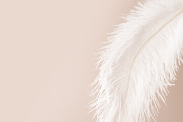 Feather on beige background, softness and tenderness,fashion and design