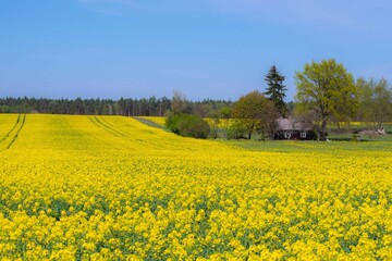 View of a country house in rapeseed