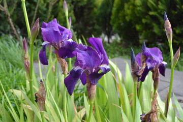 fiore viola