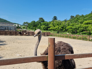 close up Ostriches in the fence.