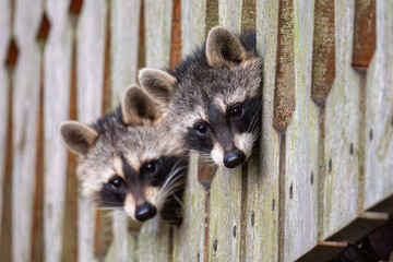 Two raccoons looking through the railing of a wooden hut
