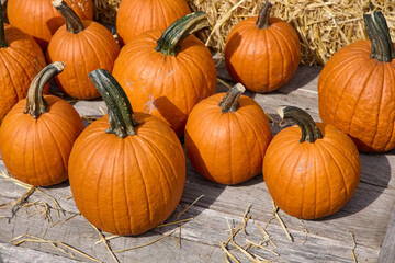 Bright orange pumpkins in sunny fall day outdoors