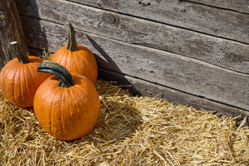 Orange pumpkins on stack of hay on wooden background © kobeza