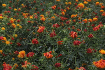 紅花