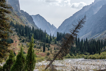 Mountains landscape with tilted pine tree, Ala Archa, Kyrgyzstan, Middle Asia