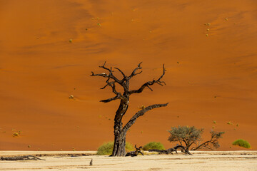 Fototapeta na wymiar Deadvlei, Namibia - Namib-Naukluft National Park - Sesriem and Sossusvlei desert