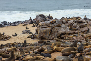 Fototapeta na wymiar Seal Colony at Cape Cross Seal Reserve - Namibia