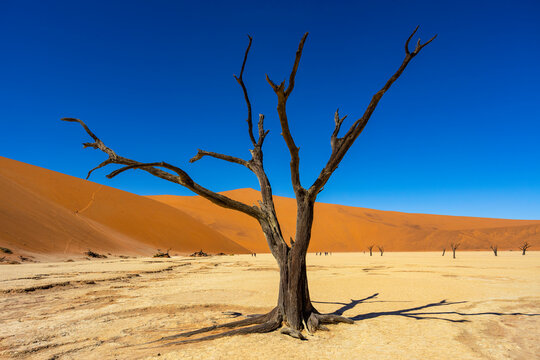 Deadvlei, Namibia - Namib-Naukluft National Park - Sesriem and Sossusvlei desert