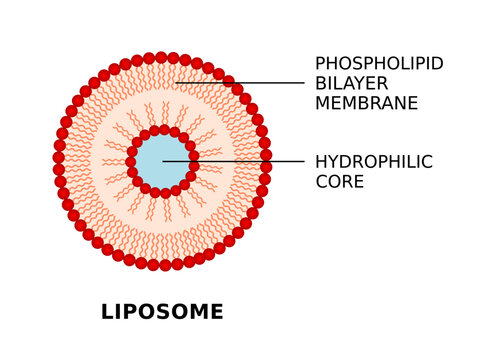 Liposome structure. Phospholipid bilayer membrane and hydrophilic core. Spherical vesicles deliver nutrients to cell. Useful drug delivery system. Liposome medical infographic. Vector illustration.  