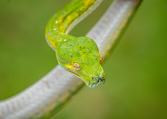 green snake on a branch