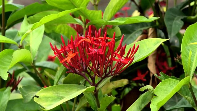 Red ixora coccinea flower plant in bloom