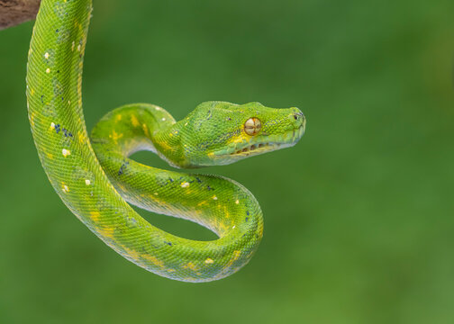 green tree python