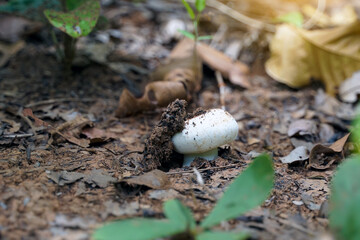 Wild mushrooms grow in the northern forests of Thailand during the rainy season. There are many...