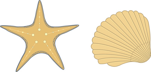 Set of shell and starfish, vector illustration.