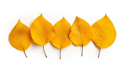 Yellow autumn dry leaves birch isolated on white background