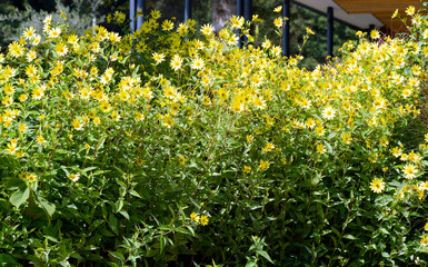 (Heliopsis helianthoides) Rough oxeyes or false sunflowers. Popular flowers with radiating yellow flowerhead surrounding a central disc at top of stems bearing lance-shaped and serrated leaves