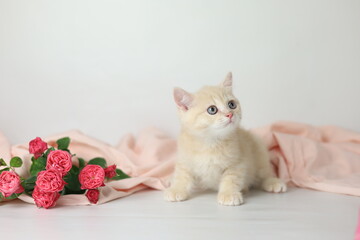 British shorthair cream  yang cat. Kitten with pink flowers