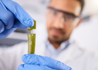 Blur, scientist or hands with plant for research, test and innovation for agriculture study with leaf. Science, lab closeup or expert with aloe vera for natural herbal medicine, pharma or education
