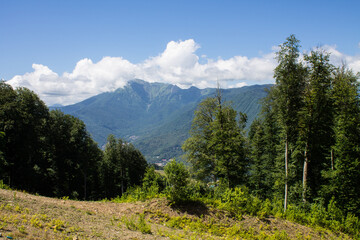 Beautiful panoramic landscape - mountain road descent among green trees in the forest in the...