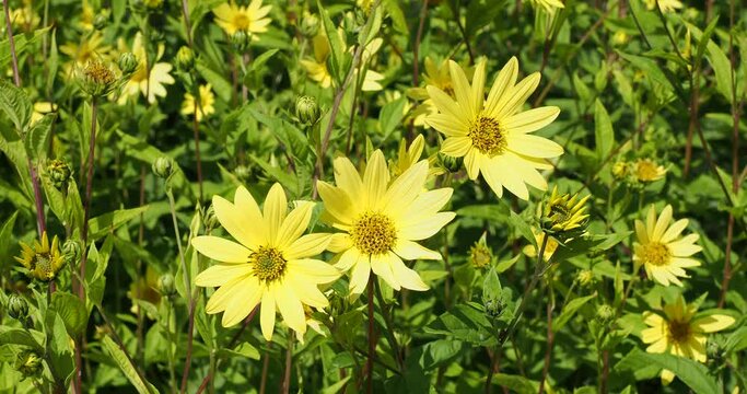 (Heliopsis helianthoides) False sunflowers as ornamental clumps of yellow flowers and brownish center at top of tall reddish stems with medium-green foliage bending and shaking in the wind