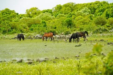Cavalli selvaggi al pascolo si specchiano nell'acqua delle lagune della Piana di Gesturi. Sud Sardegna. Sardegna. Italia