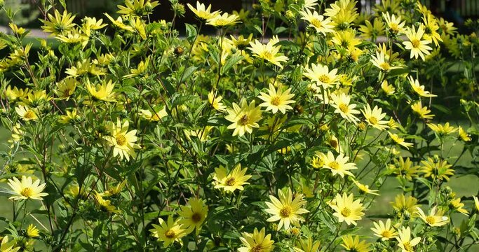 Heliopsis helianthoides - Rough oxeyes or false sunflowers as ornamental clumps of yellow flowers and brownish center at top of tall reddish stems with medium-green foliage bending and shaking in the 