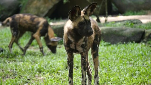 African wild dog, also known as painted dog or Cape hunting dog relaxing in Park.