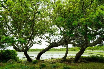 Fototapeta premium Parco regionale Piane di Gesturi. Natura e vegetazione tipica. Sud Sardegna. Italy