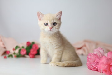 British shorthair cream  yang cat. Kitten with pink flowers