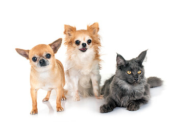 maine coon kitten and chihuahuas