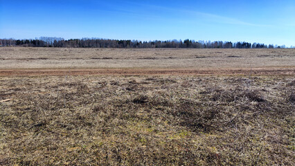 Field with last year's dry yellow grass under bright blue sky in early spring or autumn time