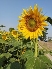 sunflowers in the field