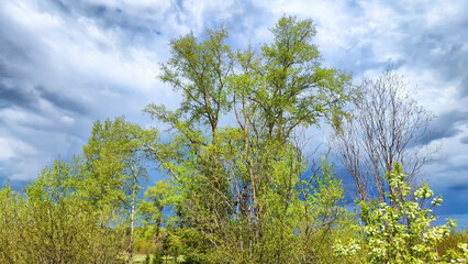 Dark, stormy and rainy clouds over green trees on a spring or summer day