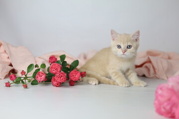 British shorthair cream  yang cat. Kitten with pink flowers