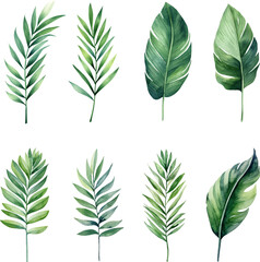Set of tropical watercolor leaves isolated white background