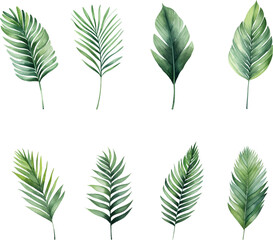 Set of tropical watercolor leaves isolated white background